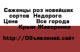 Саженцы роз новейших сортов. Недорого. › Цена ­ 350 - Все города  »    . Крым,Жаворонки